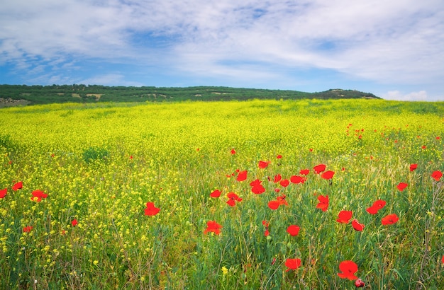 Prachtig kleurrijk landschap met bloemen. Lente weide.