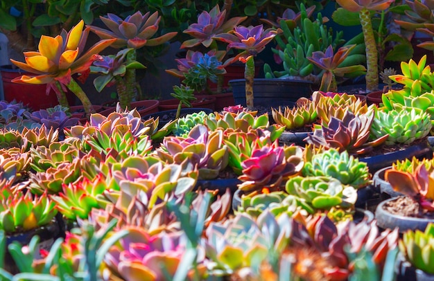 Prachtig kleurrijk veld met cactussen bloemen op de zonnige dag