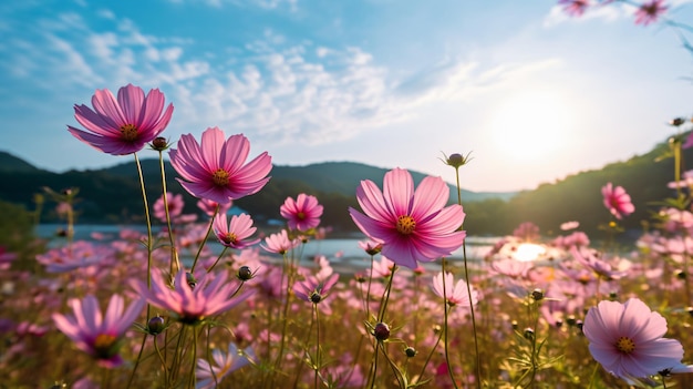 prachtig kosmos bloemenveld met zonneschijn