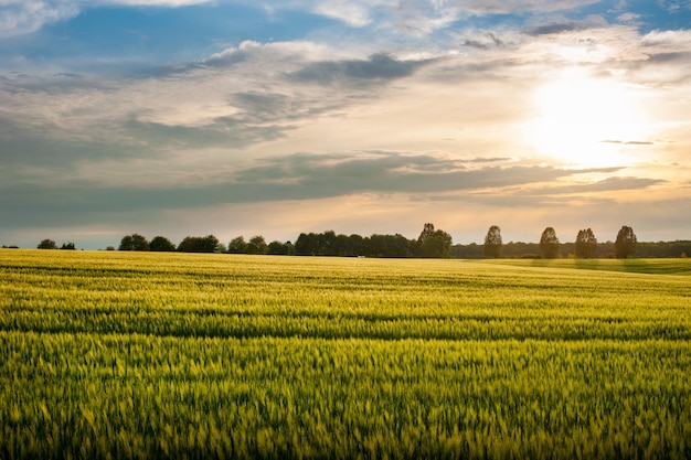 Prachtig landschap bij zonsondergang groene rogge en bomen aan de horizon