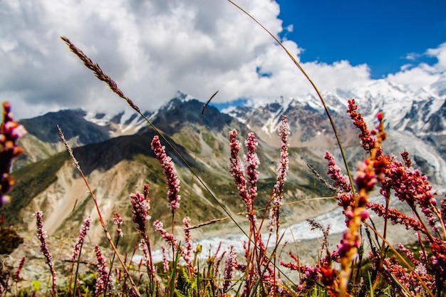 Prachtig landschap bloemen Groene bergen Uitzicht Fairy Meadows Nanga Parbat