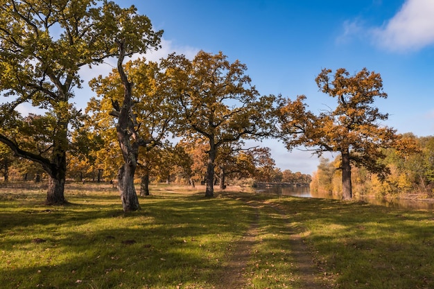 Foto prachtig landschap in eikenbos met onhandige takken in de buurt van rivier in gouden herfst