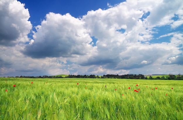 Prachtig landschap met groene weide en bewolkte hemel. Samenstelling van de natuur.