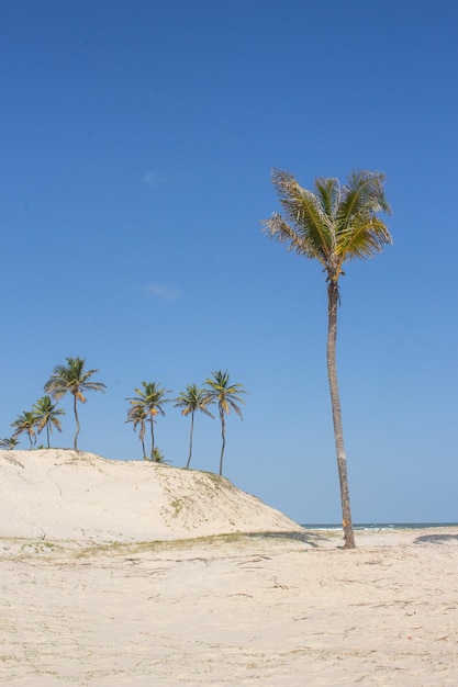 Prachtig landschap met kokospalmen dicht bij het strand