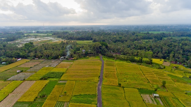 Prachtig landschap met rijstvelden