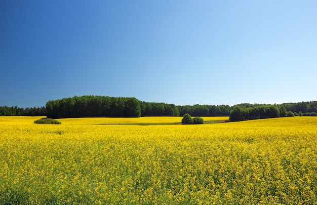 Foto prachtig landschap met veld van gele koolzaad (brassica napus l.) en blauwe lucht