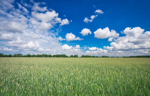 Prachtig landschap met veld van rogge en blauwe lucht met wolken.