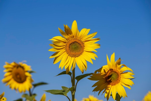 Prachtig landschap met zonnebloemveld over blauwe hemel Natuurconcept