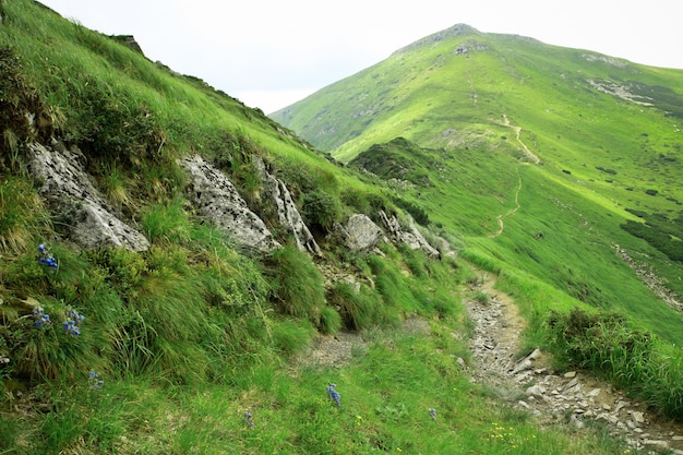 Prachtig landschap. Natuur achtergrond