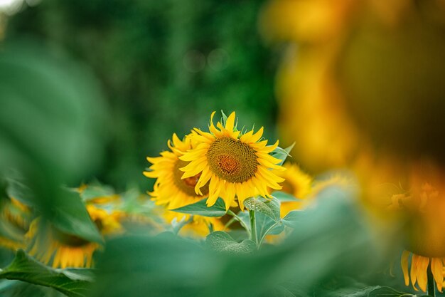 Prachtig landschap op een veld met zonnebloemen een felgele bloem