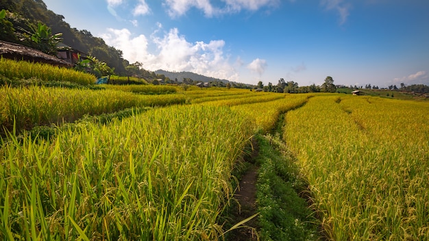 Prachtig landschap. Padiegebieden bij het dorp van Pa Pong Pieng, Mae Chaem, Chiang Mai, Thailand.