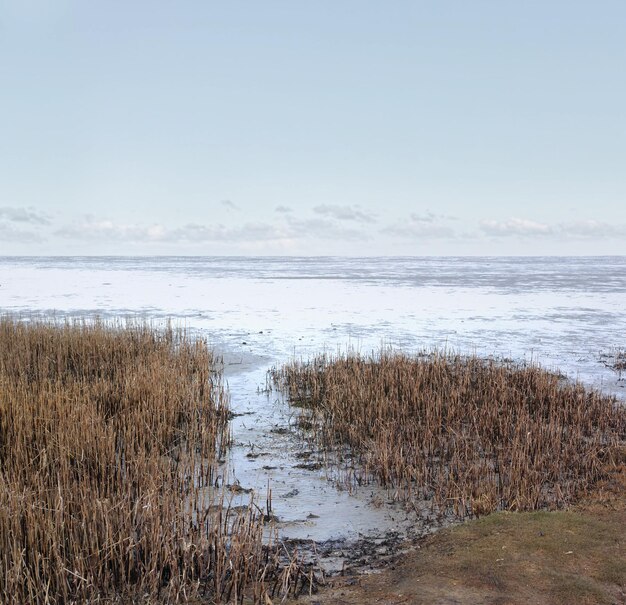 Prachtig landschap van bos droog land in de buurt van het strand met kopieerruimte Natuurlijk gebladerte aan de kust op een zomerdag met een bewolkte blauwe hemelachtergrond en kopieerruimte Een rustig uitzicht op de kust