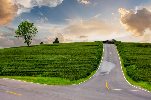 Prachtig landschap van de attractie van de Chouifong-theeplantage met zonsondergang in Mae Chan, Chiang Rai, Thailand.