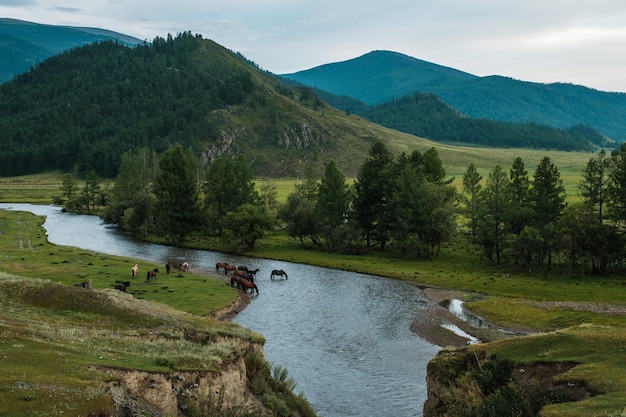 Prachtig landschap van de republiek altai op weg naar tyungur