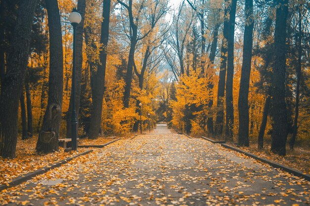 Prachtig landschap van een herfstbos met een weg van vallende gele esdoornbladeren