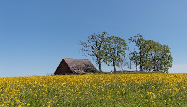 Prachtig landschap van een huis in een veld