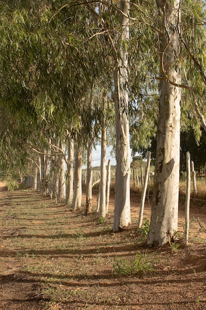 prachtig landschap van eucalyptusbomen in een late namiddag