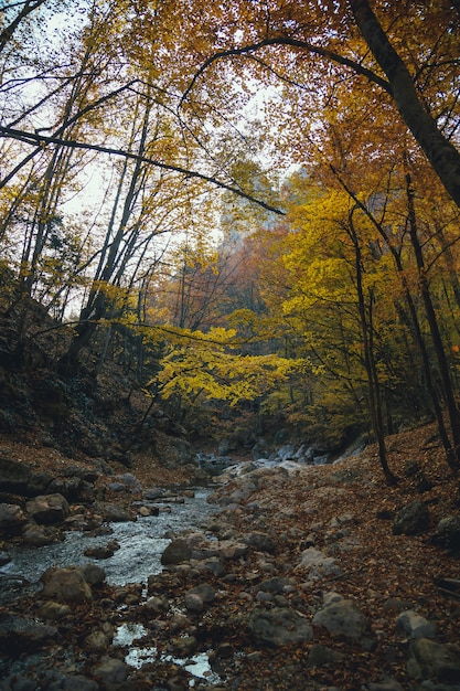 Prachtig landschap van het bos