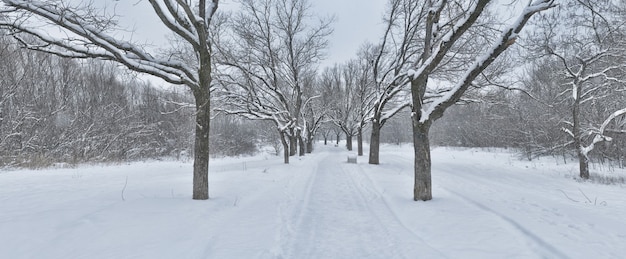 Prachtig landschap van het winterlandschap met veel sneeuw