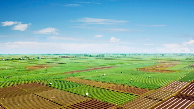 Prachtig landschap van rode uien boerderij