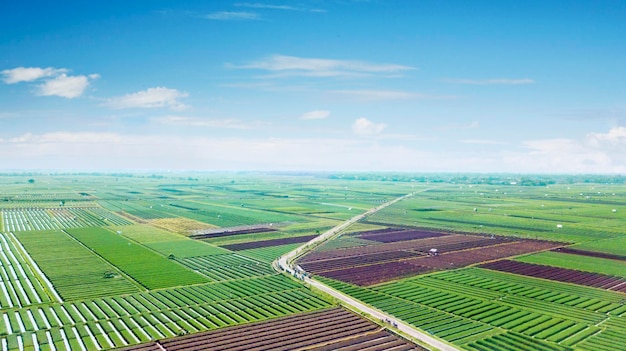 Prachtig landschap van rode uien boerderij