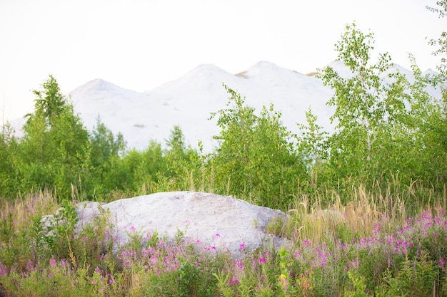 Prachtig landschap van witte bergen en groene planten