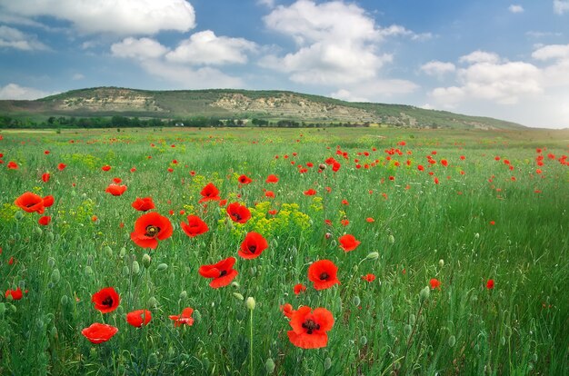 Prachtig landschap. Veld met rode papavers.