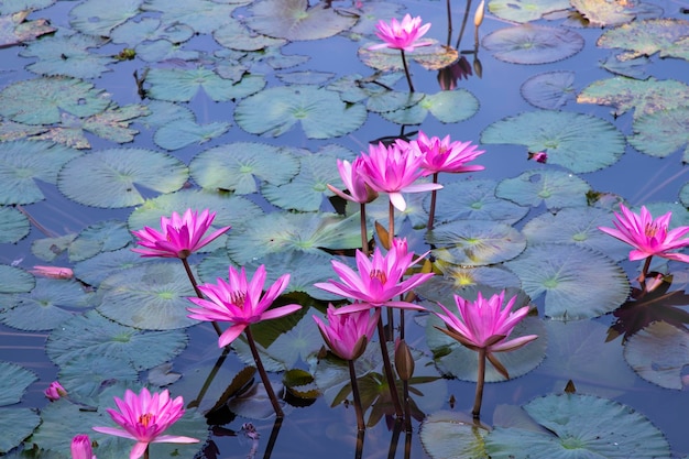 Prachtig landschapsbeeld van bloeiende roodroze lelies of lotusbloemen in het vijverwater