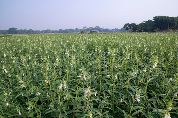 Prachtig landschapsbeeld van groene sesamplant in een veld