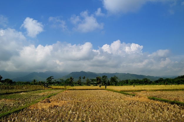 Prachtig landschapsmening van rijstterrassen