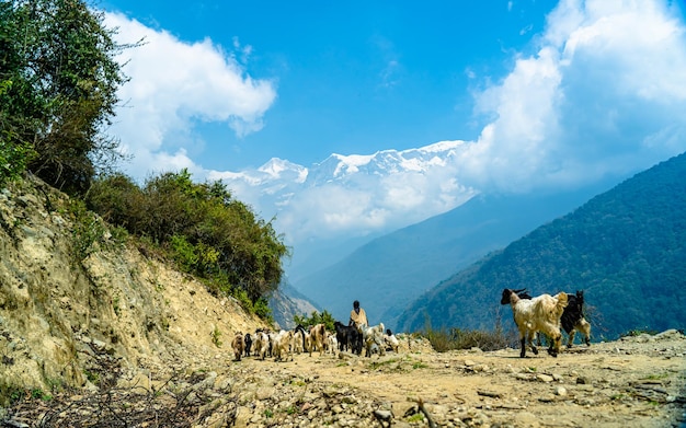 prachtig landschapsmening van weg aan Kapuche-gletsjermeer Nepal