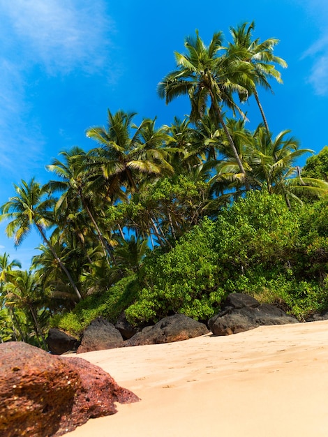 Prachtig landschapsstrand in Goa in India