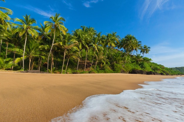 Prachtig landschapsstrand in Goa in India