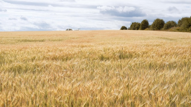 Prachtig landschapsveld op een landelijke scène van een zomerdag close-up van tarweoren veld van tarwe