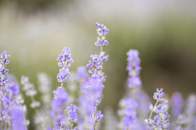 Prachtig lavendelveld bij zonsopgang Paarse bloem achtergrond Bloesem violet aromatische planten