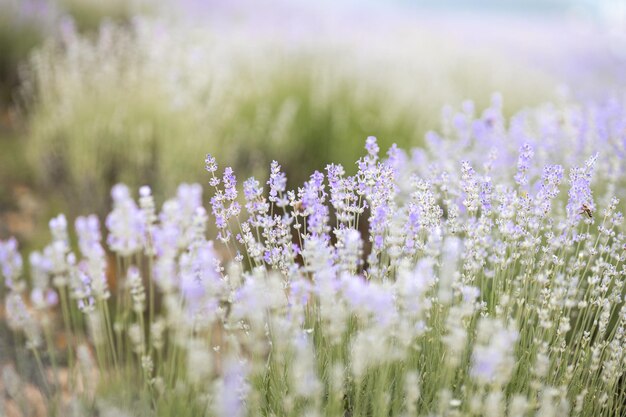 Prachtig lavendelveld bij zonsopgang Paarse bloem achtergrond Bloesem violet aromatische planten