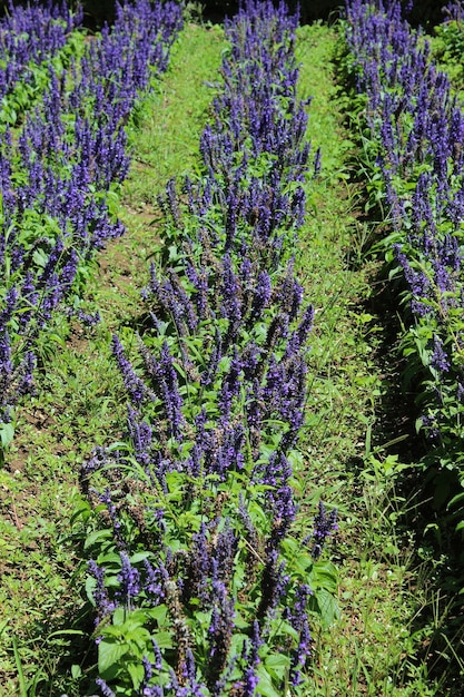 Prachtig lavendelveld in bloei