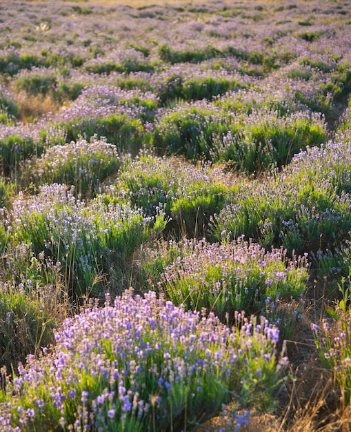 Prachtig lavendelveld in de Krim van Sebastopol