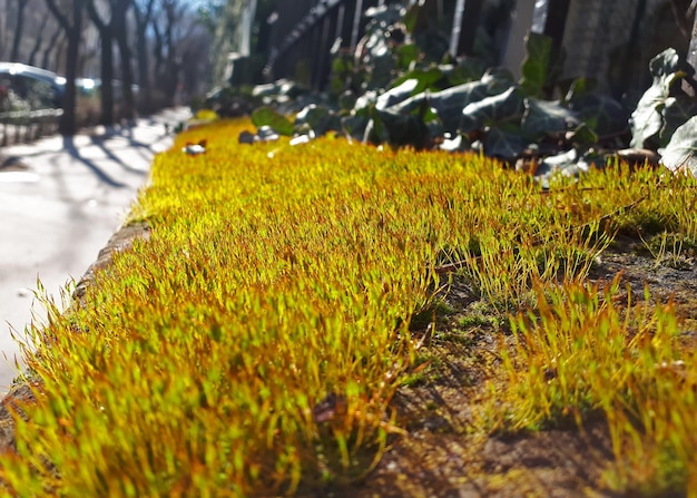 Prachtig lentegroen gras in de stad