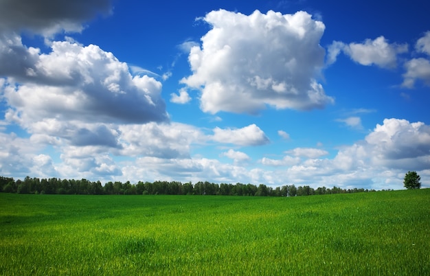 Prachtig lentelandschap. Grasveld en perfecte lucht