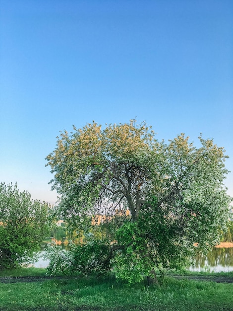 Prachtig lentelandschap met bomen