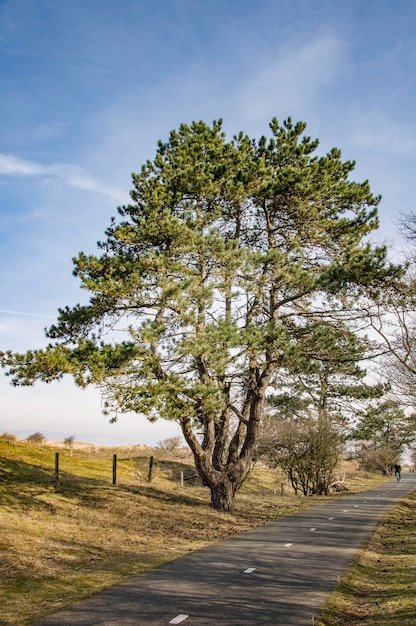 Prachtig lentelandschap van Nederland Eenzame dennenboom langs de weg