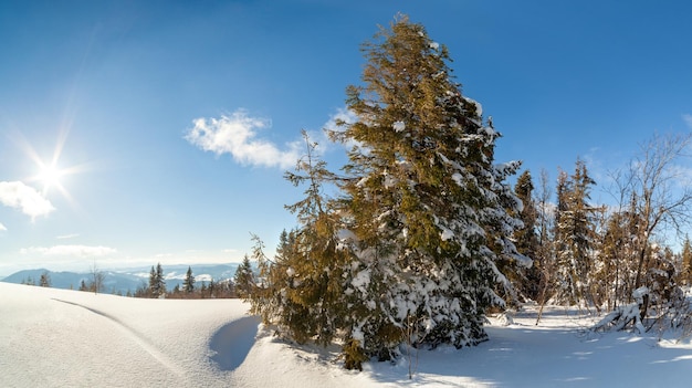 Prachtig majestueus winterlandschap gloeiend door zonlicht winters tafereel Karpaten Oekraïne Europa Schoonheidswereld Gelukkig nieuwjaar