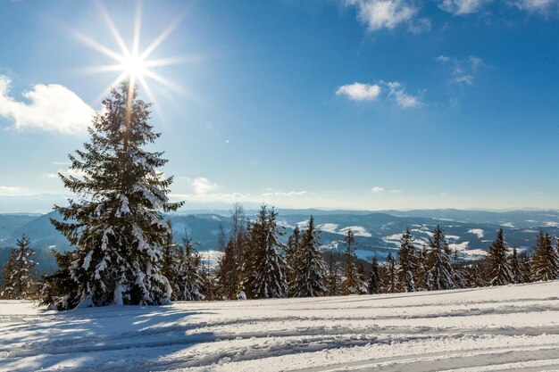 Prachtig majestueus winterlandschap gloeiend door zonlicht winters tafereel Karpaten Oekraïne Europa Schoonheidswereld Gelukkig nieuwjaar