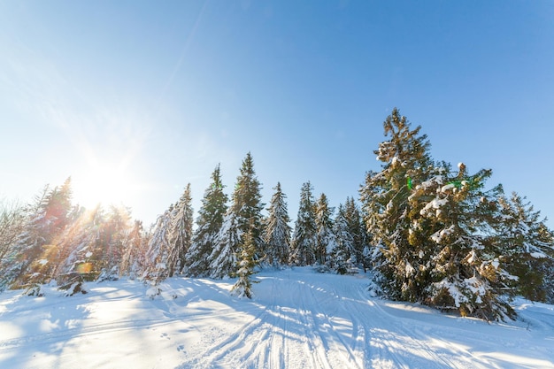 Prachtig majestueus winterlandschap gloeiend door zonlicht winters tafereel Karpaten Oekraïne Europa Schoonheidswereld Gelukkig nieuwjaar