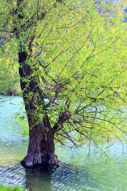 Prachtig meer en lenteboom in water