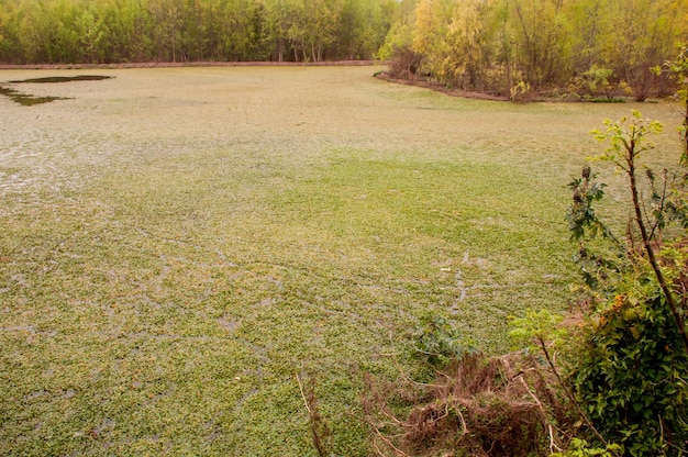 Foto prachtig meer in het ecologische reservaat costanera sur in buenos aires, argentinië