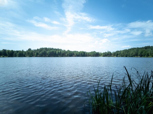 Prachtig meer in het park Zomerlandschap Natuurlijk achtergrondbehang briefkaart