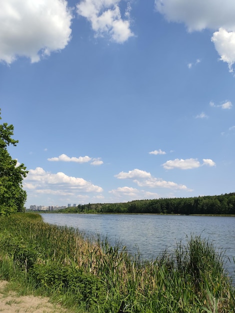 Prachtig meer in het zomerbos