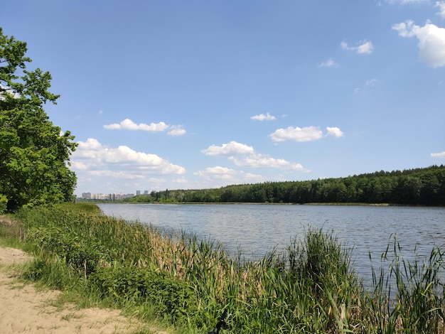 Prachtig meer in het zomerbos